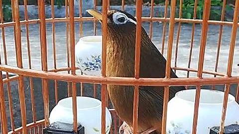 画眉的视频,跟随视频教程，打造完美眉型