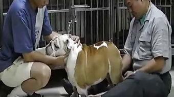 人工采精的过程视频狗,技术与细节解析