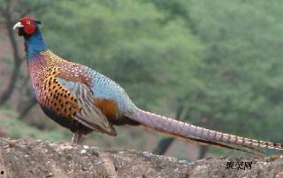 野鸡22视频在线观看,在线观看背后的真相与争议