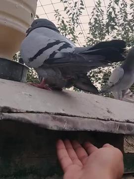 养鸽视频,揭秘养鸽视频中的温馨瞬间