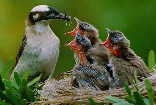 鸟古诗白居易视频,穿越时空的鸟鸣之声