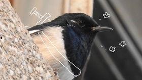 灰喜鹊叫声视频